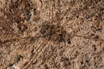 Media type: image;   Invertebrate Zoology 151588